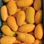 Fresh Egyptian Mango – Premium Export Quality