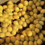 Premium Fresh Egyptian Barhi Dates – Elite Yellow Crunchy Export Quality by Egyfield