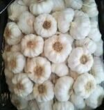 Fresh White Garlic - Image 2