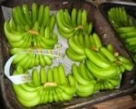Fresh Banana - Image 5