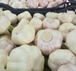 Fresh Red Garlic - Image 4