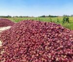 Fresh Red Onion - Image 3