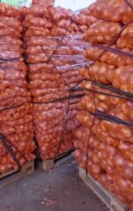 Fresh Golden Onion - Image 2