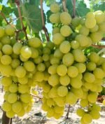 Fresh Grapes - Image 2