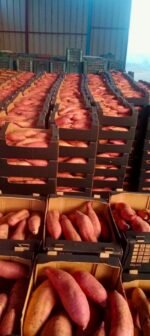 Fresh Sweet Potato - Image 2
