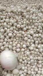 Fresh White Onion - Image 2