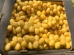 Fresh Barhi Dates - Image 4
