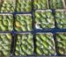 Export grade Egyptian mango varieties including Keitt, Naomi, and Aowesy packed for global B2B shipping by EgyField