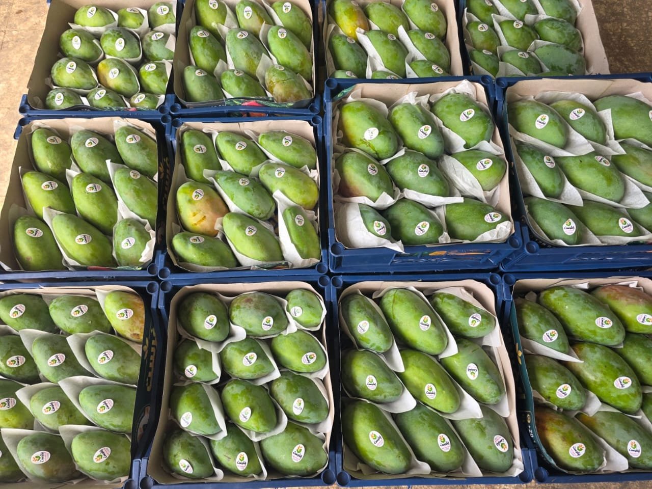 Export grade Egyptian mango varieties including Keitt, Naomi, and Aowesy packed for global B2B shipping by EgyField