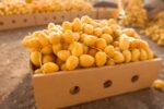Fresh Barhi Dates - Image 2