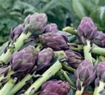 Fresh Artichoke - Image 2