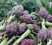 Fresh Egyptian artichokes for export