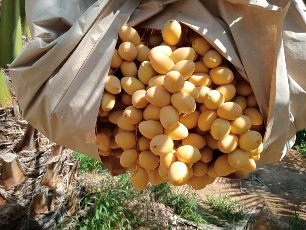 Fresh Egyptian Khalal Dates (Barhi Dates) for Export