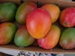 Fresh Mango - Image 4