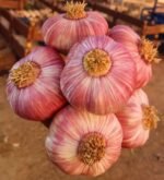 Fresh Red Garlic - Image 2