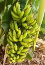 Fresh Banana - Image 4