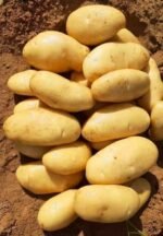 Fresh Potato - Image 3