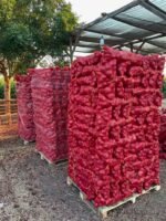Fresh Red Onion - Image 4