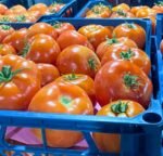 ⁦Fresh Tomato⁩ - الصورة ⁦3⁩