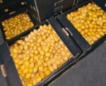 Fresh Barhi Dates - Image 3