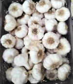 Fresh White Garlic - Image 4
