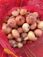 Fresh Golden Onion - Image 4