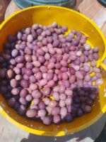 Egyptian Natural Black Olives – Image 2