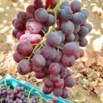 Fresh Grapes - Image 3