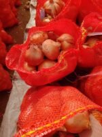 Fresh Golden Onion - Image 5