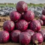 Fresh Red Cabbage - immagine 2