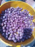 Egyptian Natural Black Olives – Image 3