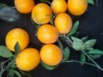 Fresh Navel Orange - Image 4
