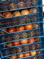 ⁦Fresh Tomato⁩ - الصورة ⁦4⁩