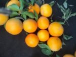 Fresh Navel Orange - Image 3