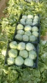 Fresh Iceberg Lettuce - Image 5