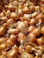 Fresh Golden Onion - Image 6