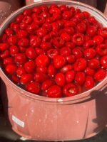 Pickled Cherry Peppers - Image 3