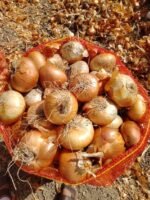 Fresh Golden Onion - Image 7